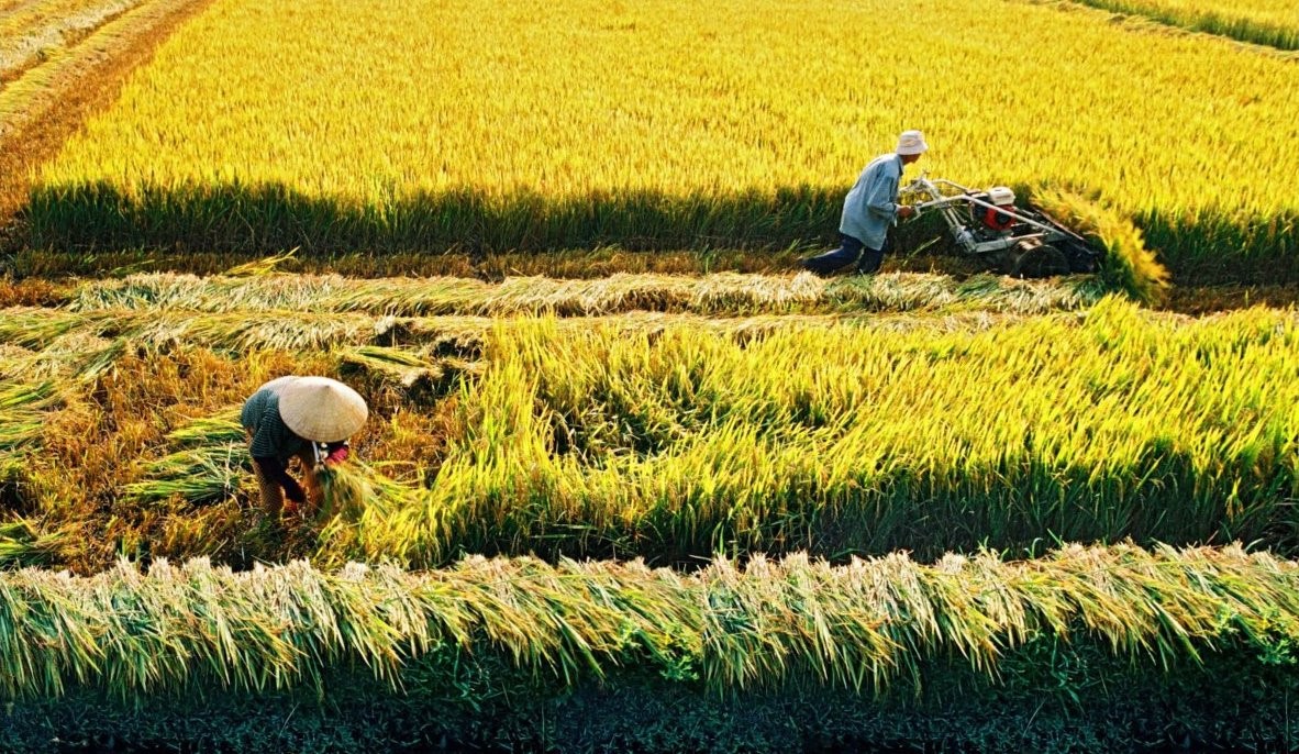 Người nhận chuyển nhượng đất nông nghiệp nhưng không sản xuất nông nghiệp có được gia hạn sử dụng đất?