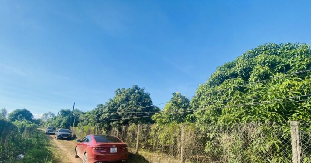 Đất vườn phía Nam có diễn biến lạ